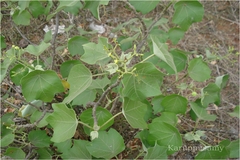 Jatropha villosa